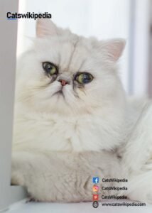 White-Persian-Cat
