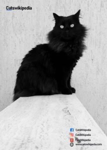 Black-Persian-Cat