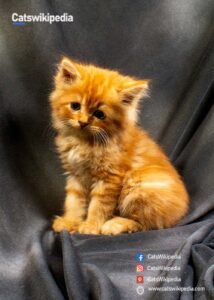 Persian-Cat-Kitten