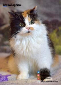 Calico-Persian-Cat 