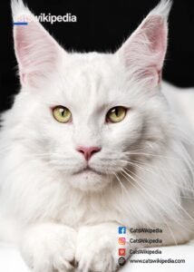 Maine-Coon