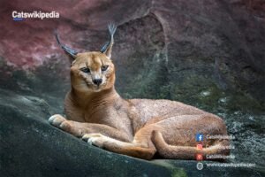 African Caracal Cats