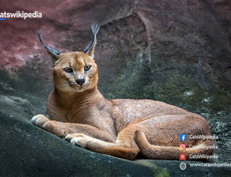 ARE-CARACAL-CATS-DANGEROUS?