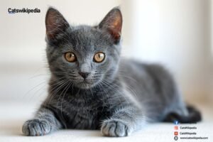 Chartreux-Cat-Kitten