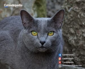 Chartreux-Cats