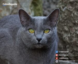 Chartreux-cat-characteristics