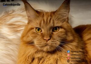 BROWN MAINE COON 