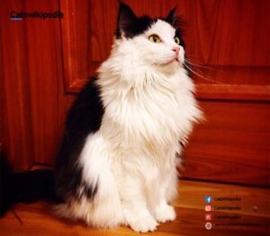 TUXEDO-MAINE-COON