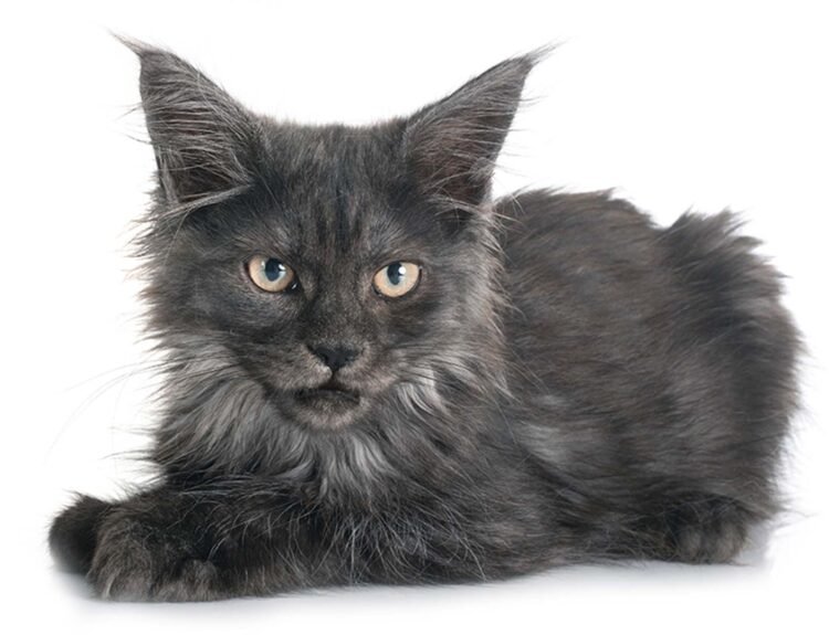 Black-Maine-Coon-cat