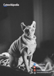 Elf-sphynx-cat