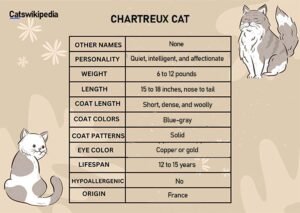 Chartreux Cat 