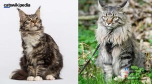 MAINE-COON-NORWEGIAN-FOREST-CAT-MIX