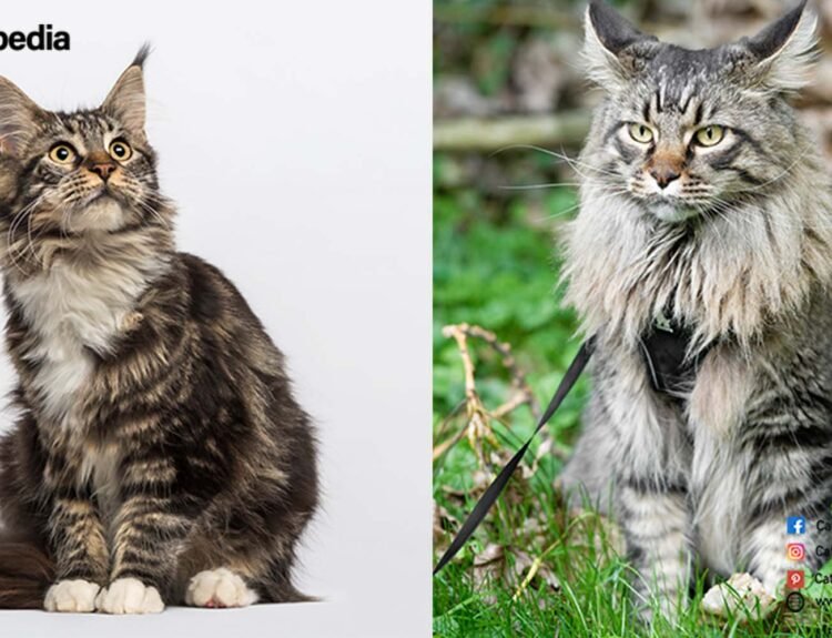 MAINE-COON-MIX-CATS