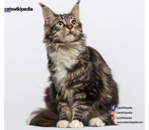 MAINE COON SIZE CHART 