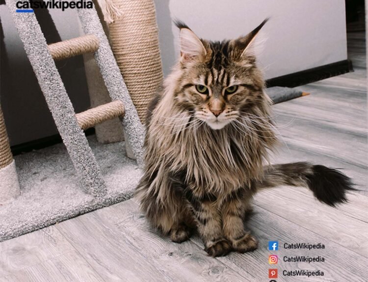 COLORS-OF-MAINE-COON