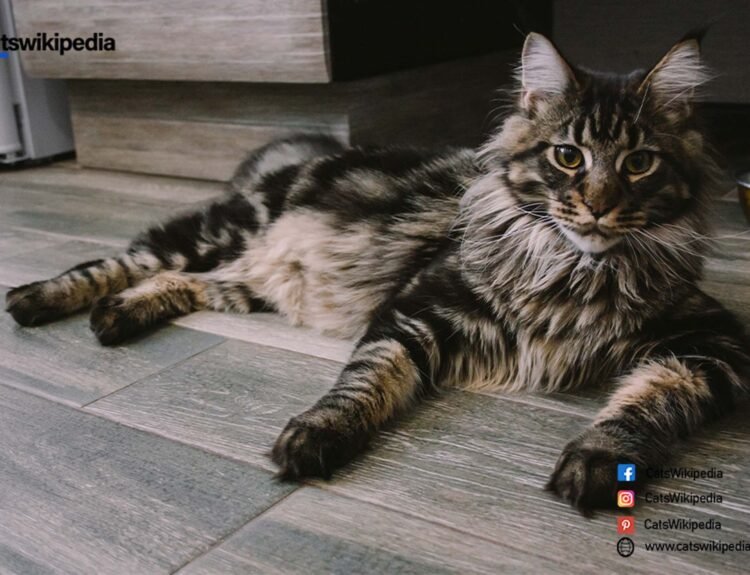 Maine-Coon-Tabby