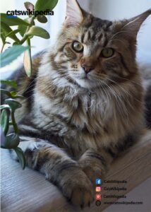 ARE MAINE COON CATS HYPOALLERGENIC? ARE-MAINE-COON-CATS-HYPOALLERGENIC?