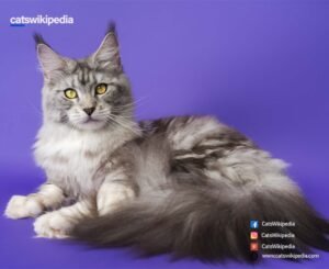 Maine-Coon