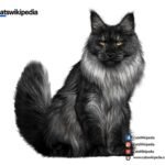 BLACK-MAINE-COON