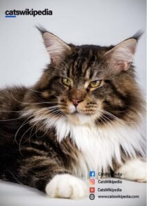 FULL-GROWN-MAINE-COON 