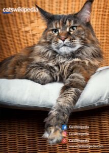 FULL-GROWN-MAINE-COON 