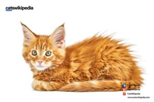  MAINE-COON-CAT-WEIGHT 