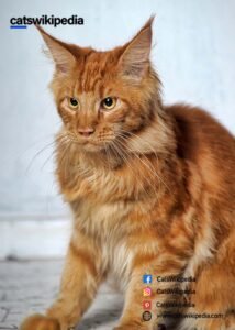 ORANGE-MAINE-COON-CAT