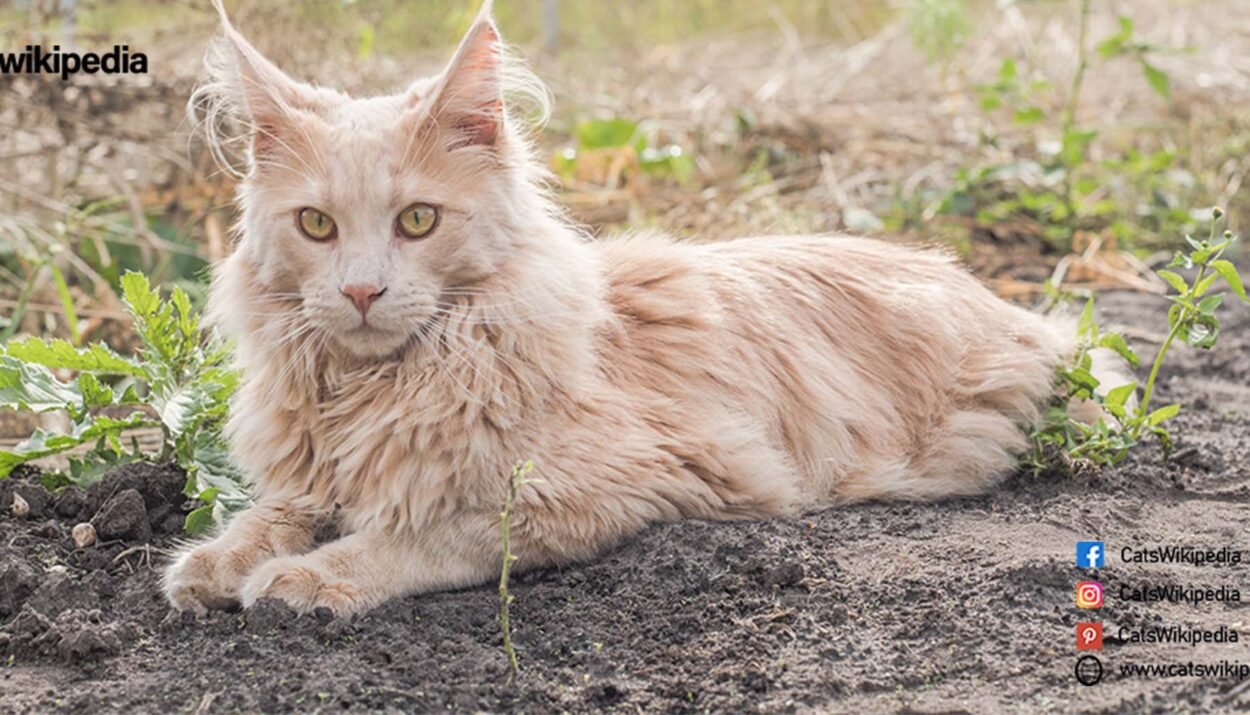 MAINE-COON-SIZE-CHART