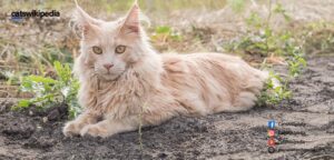  MAINE-COON-CAT-WEIGHT 