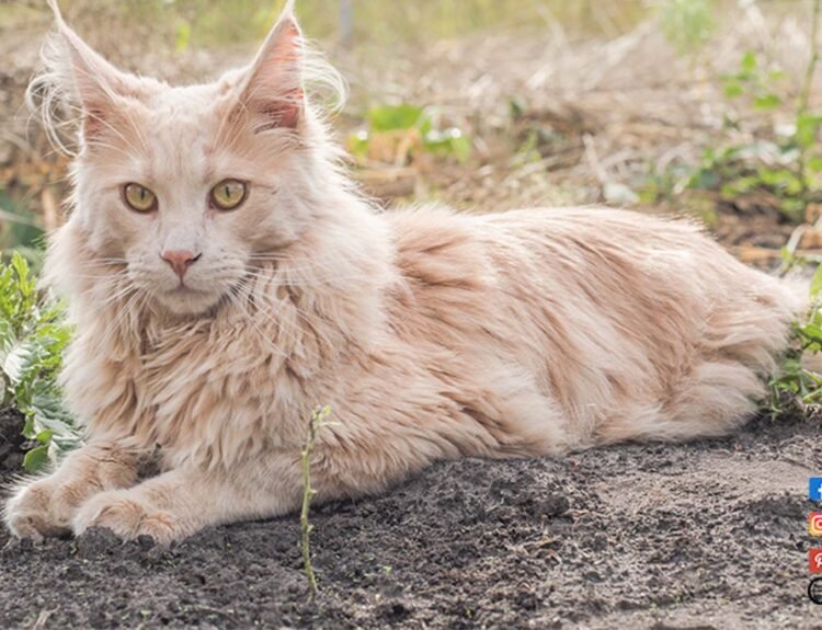 MAINE-COON-SIZE-CHART