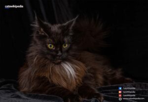 BLACK-MAINE-COON