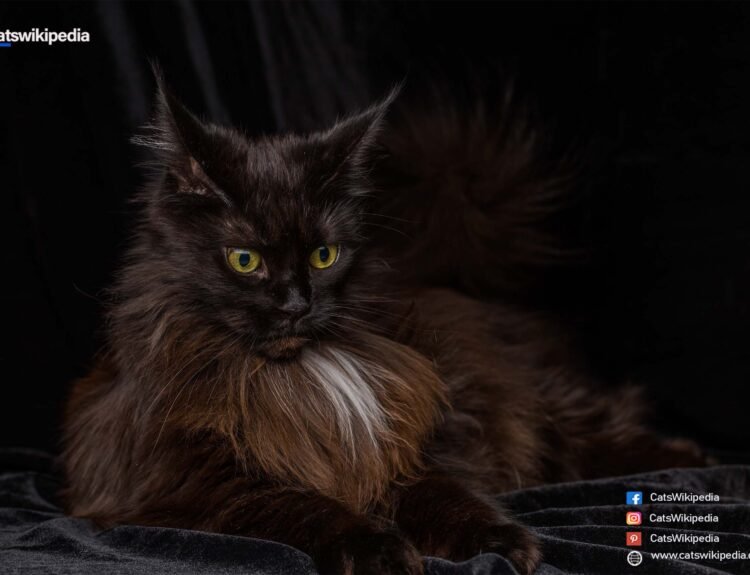 BLACK-MAINE-COON-CAT-SIZE