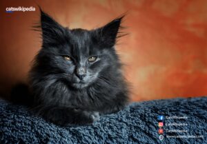 BLACK-MAINE-COON