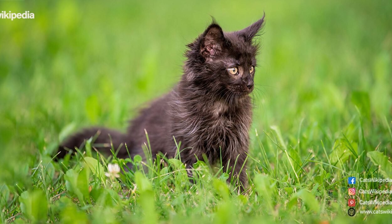 BLACK-MAINE-COON-CATS