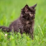 BLACK-MAINE-COON-CATS