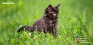 BLACK-MAINE-COON-KITTEN 