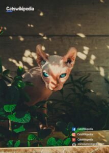 Elf-cat-breed