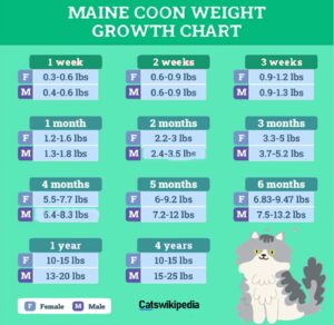  MAINE-COON-CAT-WEIGHT 