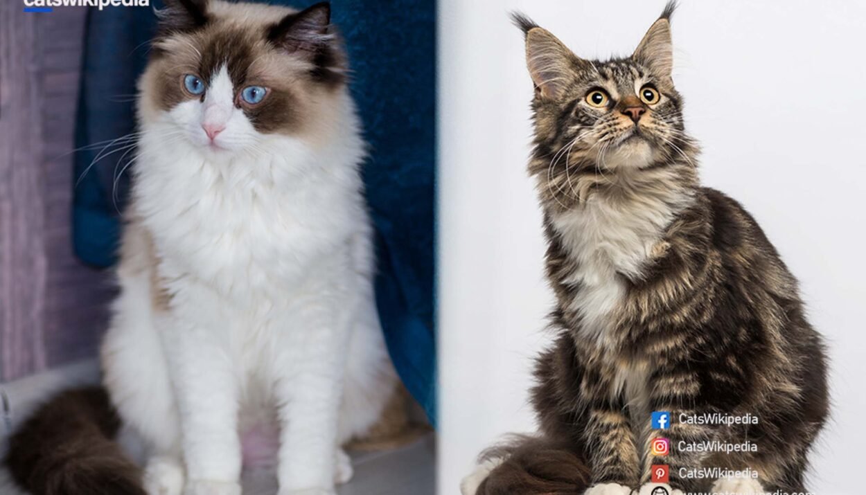 MAINE-COON-RAGDOLL-MIX