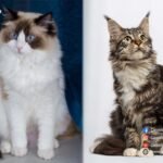 MAINE-COON-RAGDOLL-MIX