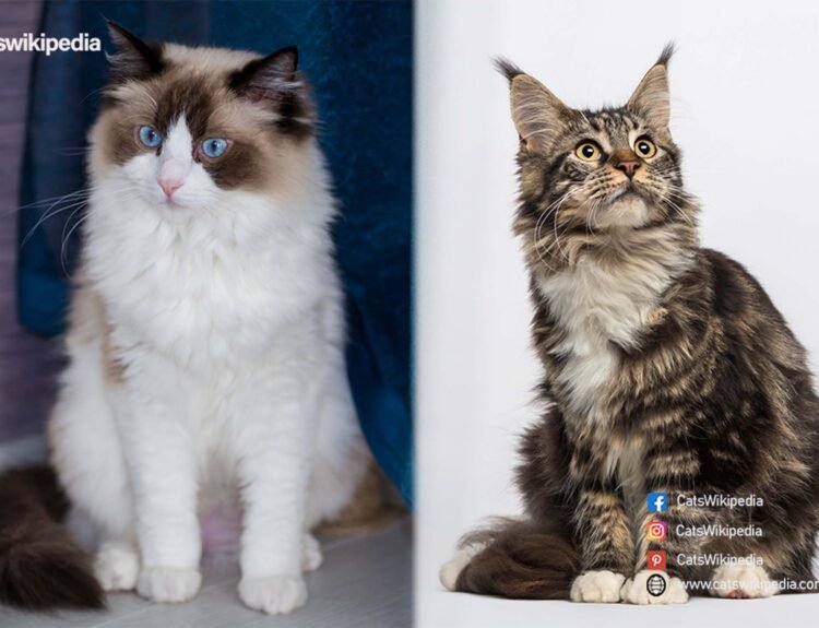 MAINE-COON-RAGDOLL-MIX