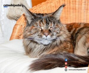 ARE MAINE COON CATS HYPOALLERGENIC?
