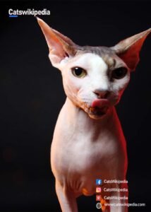 CORNISH REX CATS CORNISH-REX-CATS