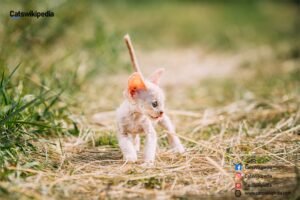 Cornish Rex Kitten