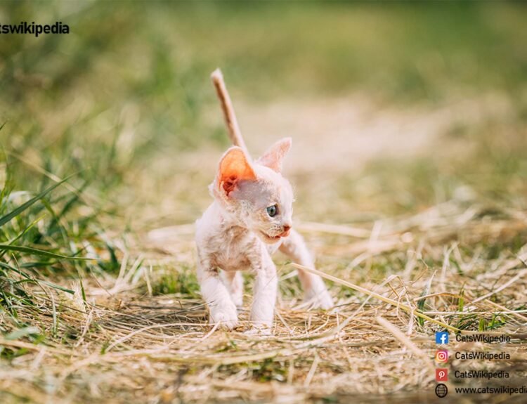 Cornish-Rex-Kitten