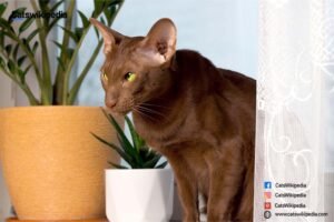 HAVANA-BROWN-CAT