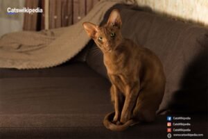 HAVANA BROWN CATS