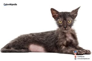 LYKOI CAT BREED LYKOI-CAT-BREED