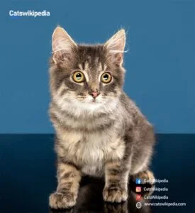 American wirehair kitten