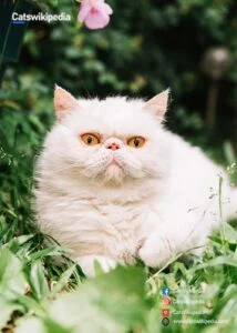 Persian Cat Price